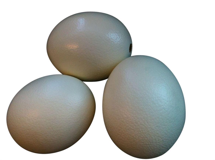 <h4>Egg Ostrich Resin</h4>