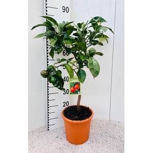 Citrus sinensis Canaliculata stem