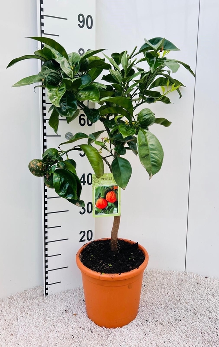 <h4>Citrus sinensis Canaliculata stem</h4>