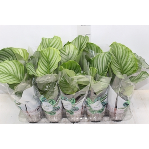 CALATHEA ORBIFOLIA P12
