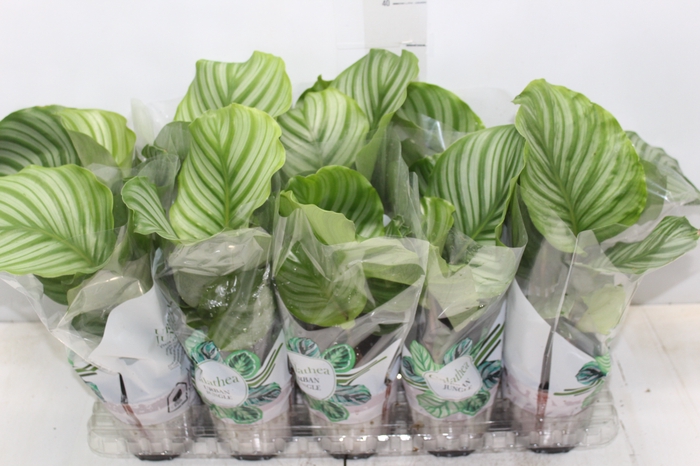 <h4>CALATHEA ORBIFOLIA P12</h4>