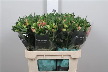 <h4>Alstr True Dream</h4>