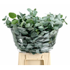 Euc. Cinerea Azur Riviera Short