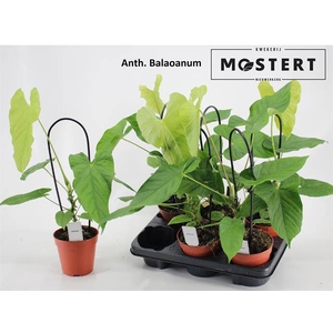 .Anthurium Balaoanum