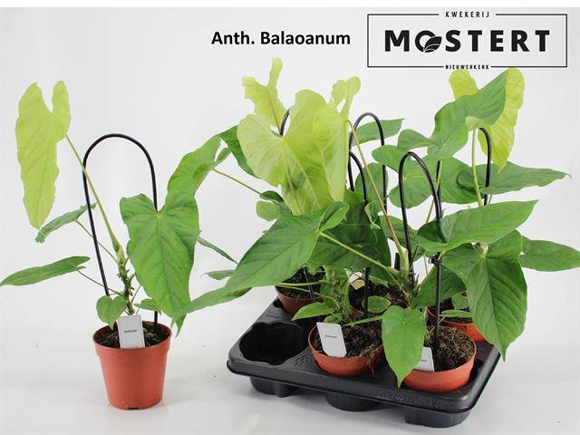 <h4>.Anthurium Balaoanum</h4>