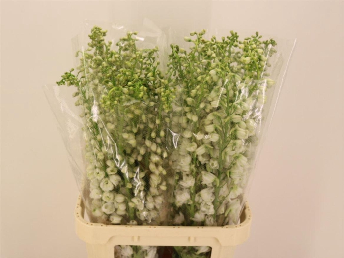 <h4>Delphinium Be Fount Wit</h4>