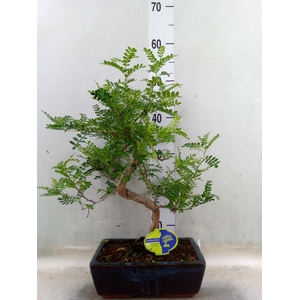 Bonsai   ..Zanthoxylum piperitum