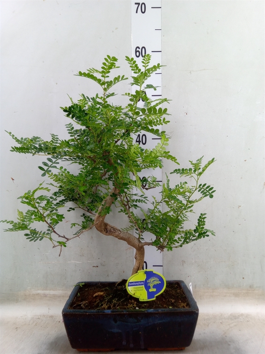 <h4>Bonsai   ..Zanthoxylum piperitum</h4>