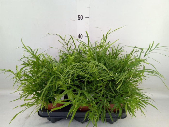 <h4>Pteris   ...</h4>