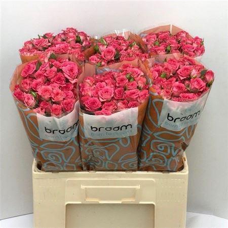 <h4>R Tr Sweet Julia</h4>