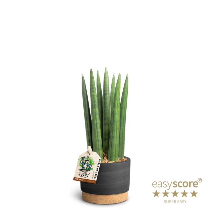 SANSEVIERIA CYLINDRICA