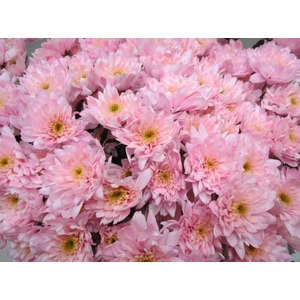 Chr T Euro Sweet Rose