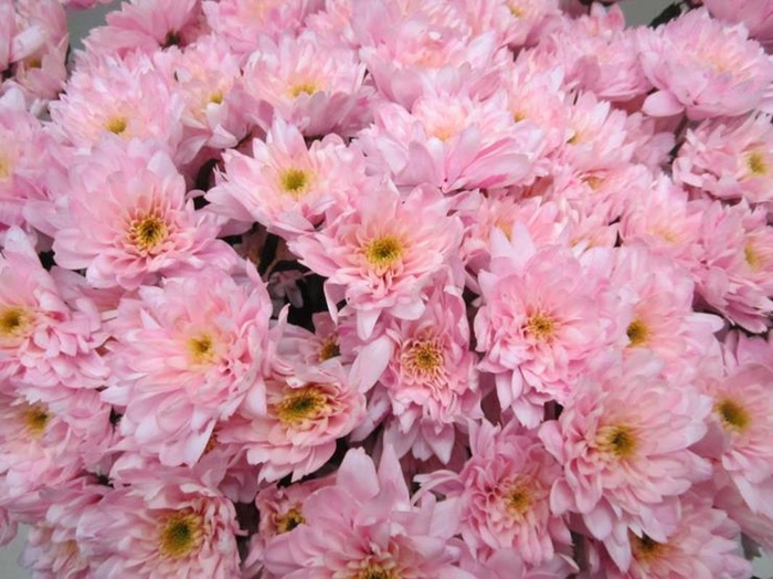 <h4>Chr T Euro Sweet Rose</h4>