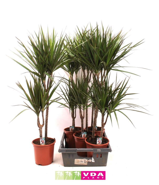 <h4>Marginata P19 45-15</h4>