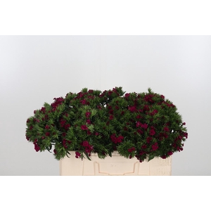 Di Barb Am Neon Cher