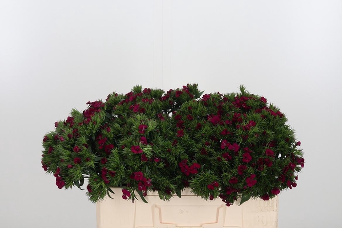 <h4>Di Barb Am Neon Cher</h4>