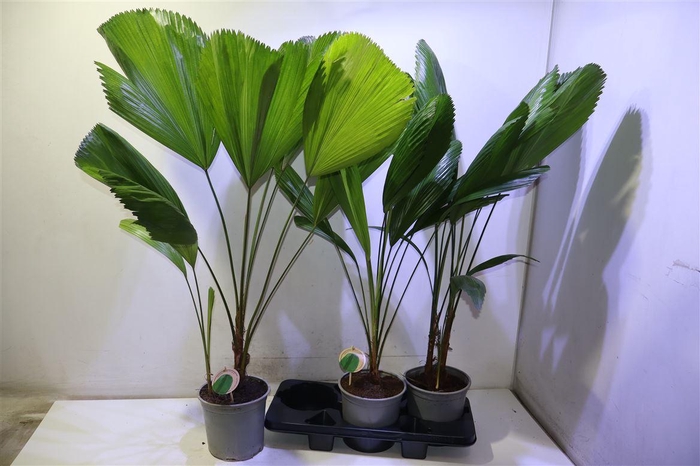 <h4>arr8 Licuala</h4>