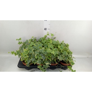 Hedera helix 'Goldchild'
