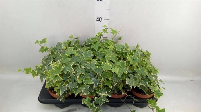 <h4>Hedera helix 'Goldchild'</h4>
