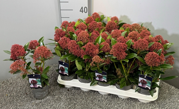 <h4>Skimmia japonica 'Rubesta' 4+</h4>