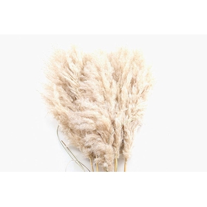 Cortaderia Natural Super