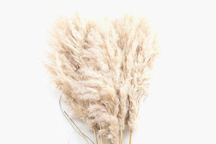 <h4>Cortaderia Natural Super</h4>