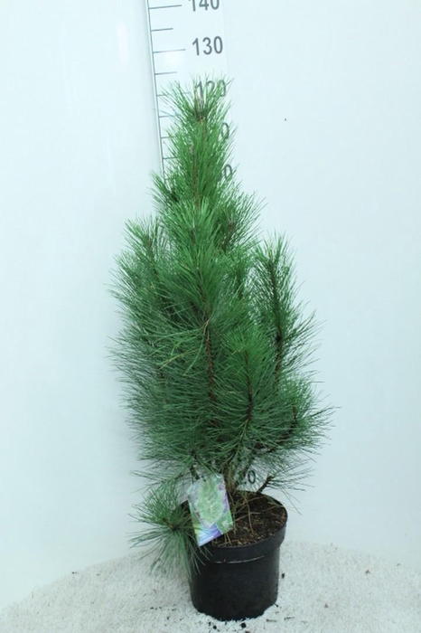 <h4>Pinus nigra 'Pyramidalis' P29 potgekweekt</h4>