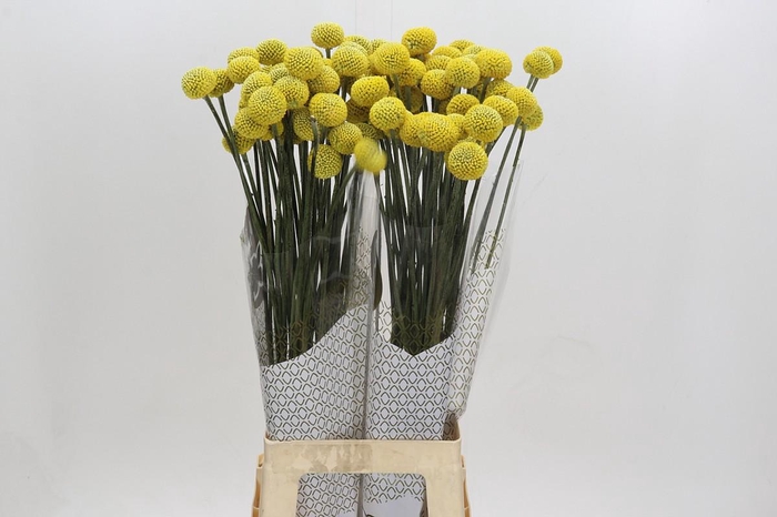 Craspedia globosa Paintball Jumbo