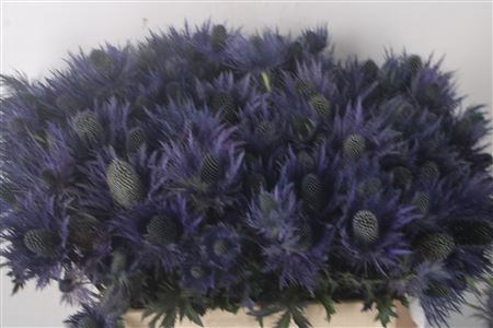 <h4>Eryngium Alpinum</h4>