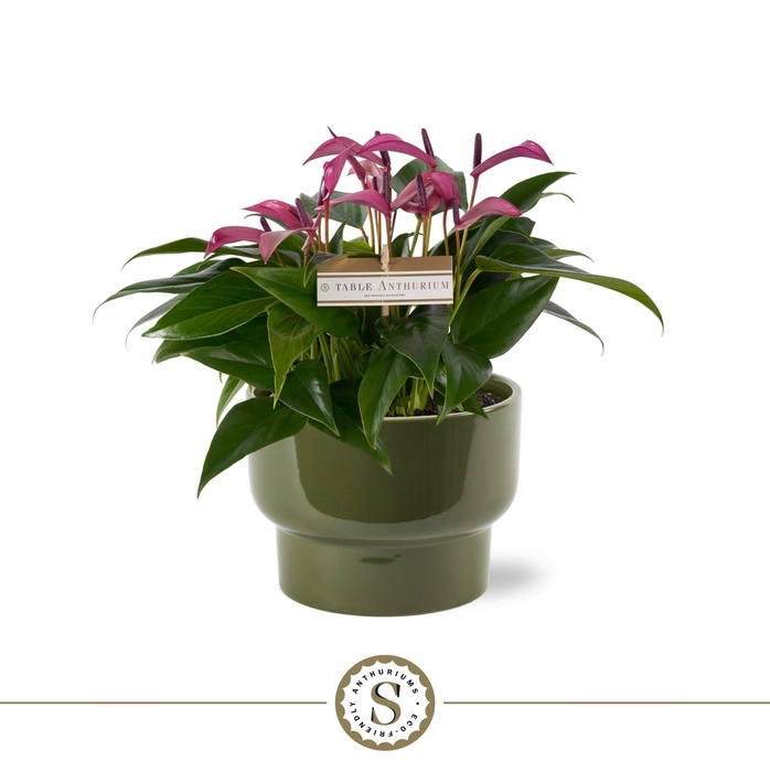 <h4>Athene Keramiek Green - Zizou</h4>