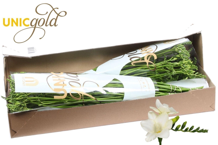 <h4>Freesia enk Ambiance</h4>