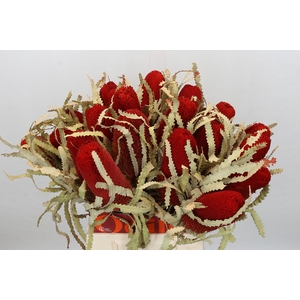 Dried Banksia Prionote Red