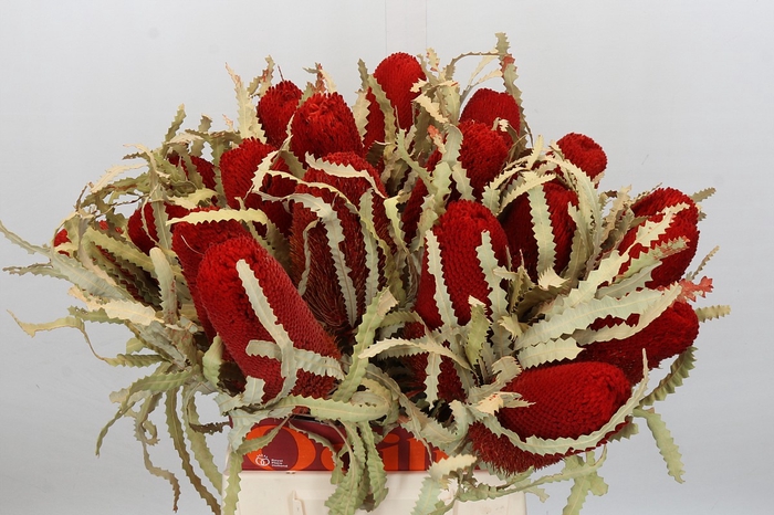 <h4>Dried Banksia Prionote Red</h4>