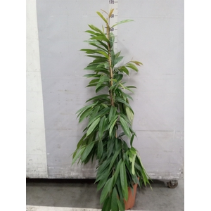 Ficus binn. 'Amstel King'