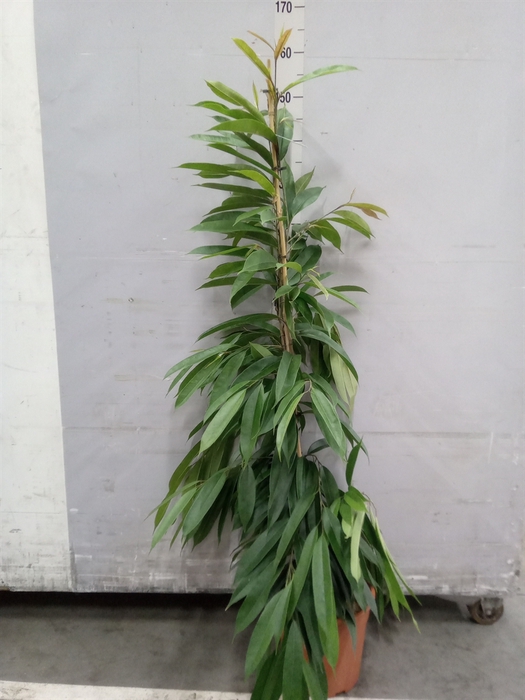 <h4>Ficus binn. 'Amstel King'</h4>