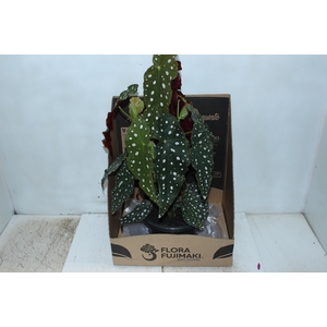 BEGONIA MACULATA P20 PO