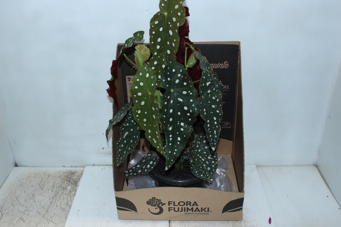 <h4>BEGONIA MACULATA P20 PO</h4>