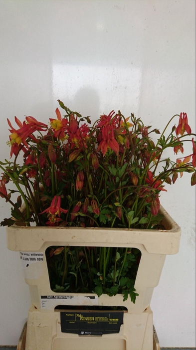<h4>Aquilegia vulgaris 'Ruby Cloud'</h4>