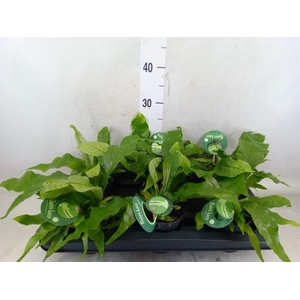 Microsorum musifolium 'Crocodyllus'