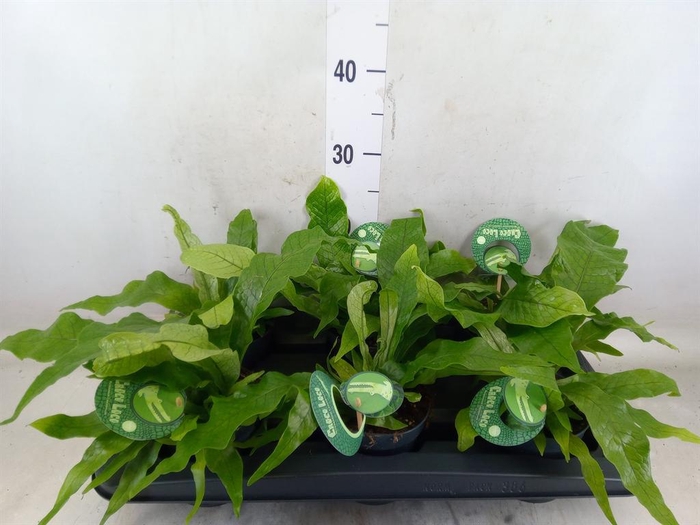 <h4>Microsorum musifolium 'Crocodyllus'</h4>