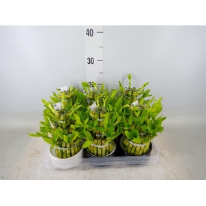 Dracaena sand. 'Lucky Bamboo' ..pyr