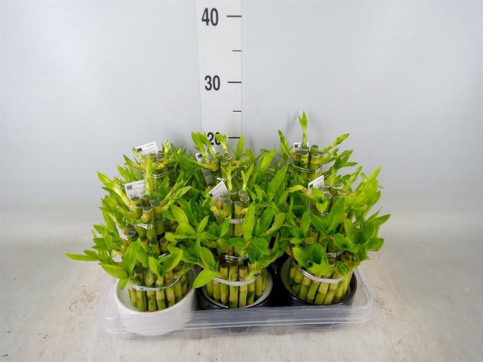 <h4>Dracaena sand. 'Lucky Bamboo' ..pyr</h4>