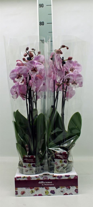 <h4>Phalaenopsis   ...</h4>