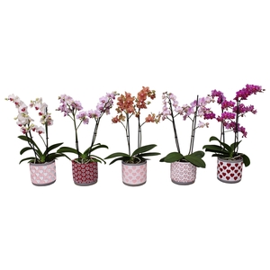 Phal. Multi 2-tak mix in keramiek BGC021