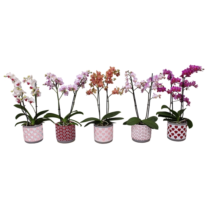 <h4>Phal. Multi 2-tak mix in keramiek BGC021</h4>