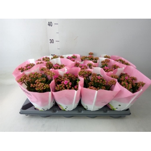 Kalanchoe blos.   ..