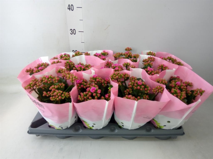 <h4>Kalanchoe blos.   ..</h4>