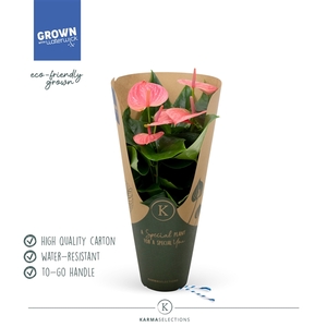 Anthurium - KARMA Pink | 12cm | ECOGIFT cover