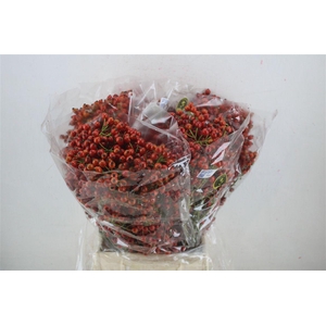 Rosa Starberry P Bunch