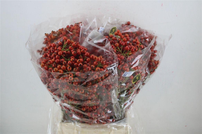 <h4>Rosa Starberry P Bunch</h4>